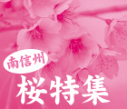 南信州桜特集