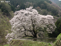 駒つなぎの桜