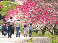 花桃（月川）