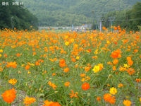 治部坂高原コスモス