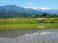 初夏の水面