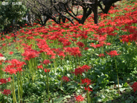 嶺岳寺の彼岸花