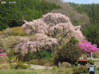 西丸尾のしだれ桜