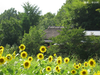 夏の茅葺屋