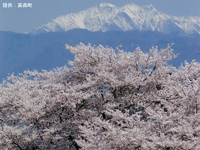 小学校桜とアルプス