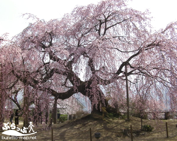 iidashi_sakura01.jpg