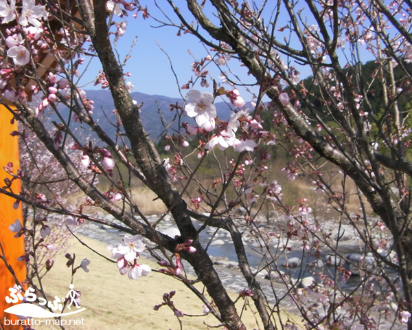 iijima_sakura01.jpg