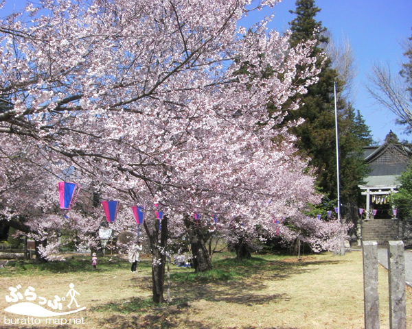 inakouen_sakura01.jpg