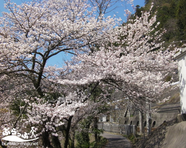 inakozawa_sakura01.jpg