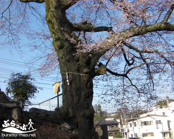 kagasawa_sakura01.jpg