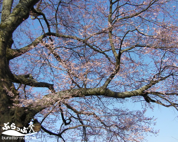 kagasawa_sakura02.jpg