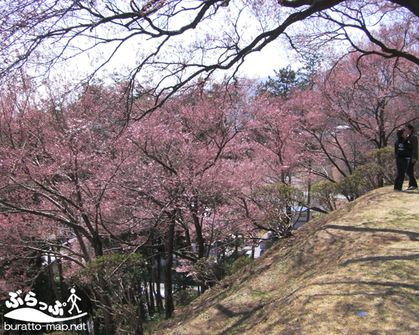 kasugakouen_sakura01.jpg