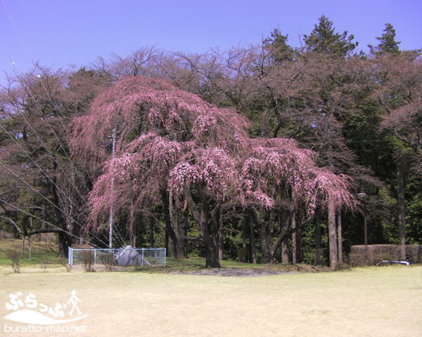 kasugakouen_sakura02.jpg