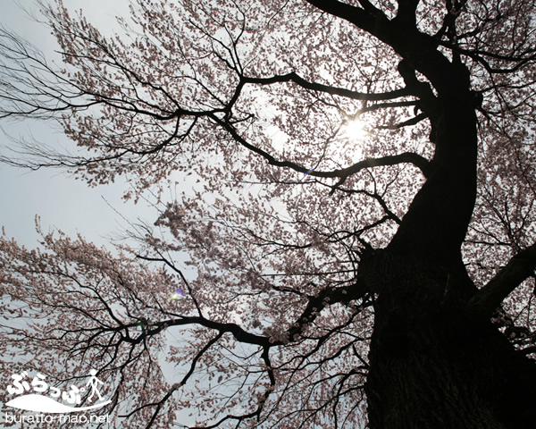 kise_sakura041501.jpg