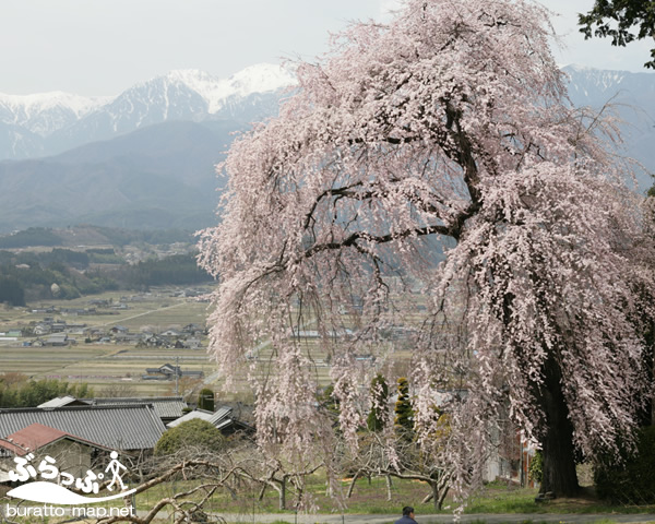 kise_sakura041502.jpg