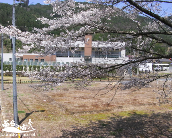 kisoji_sakura11400.jpg