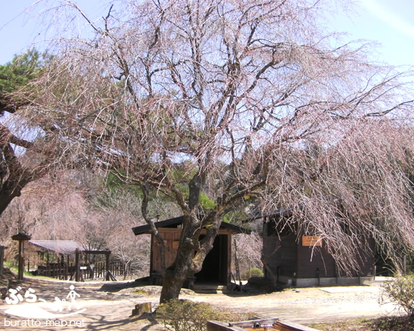 kisoji_sakura11402.jpg