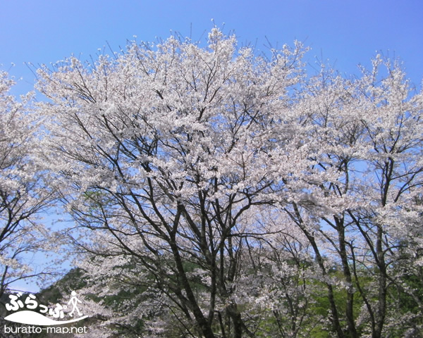 kisoji_sakura11404.jpg