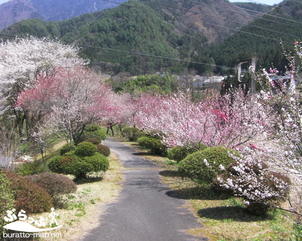 kisoji_sakura11408.jpg