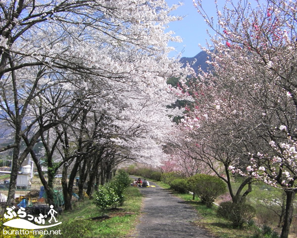 kisoji_sakura11409.jpg