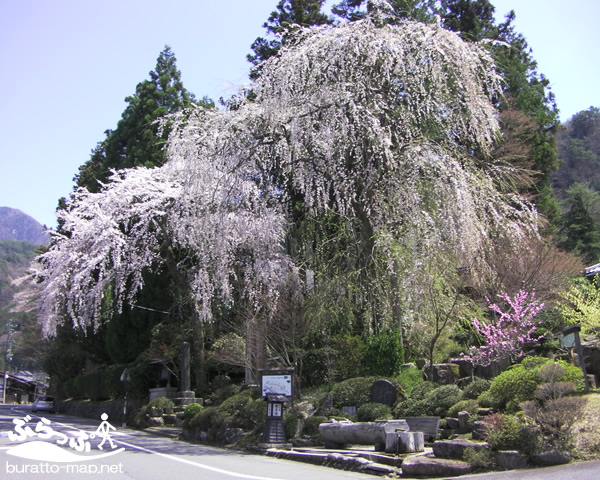 kisoji_sakura11411.jpg