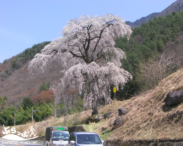 kisoji_sakura11412.jpg