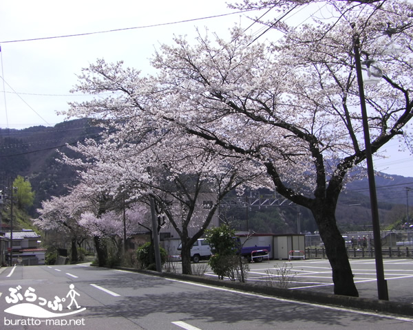 kisoji_sakura11415.jpg