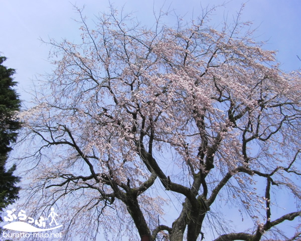 kisoji_sakura11417.jpg