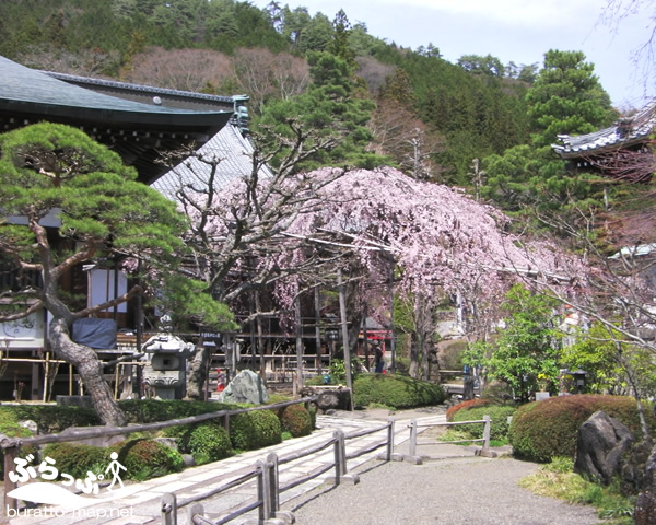 kisoji_sakura11418.jpg