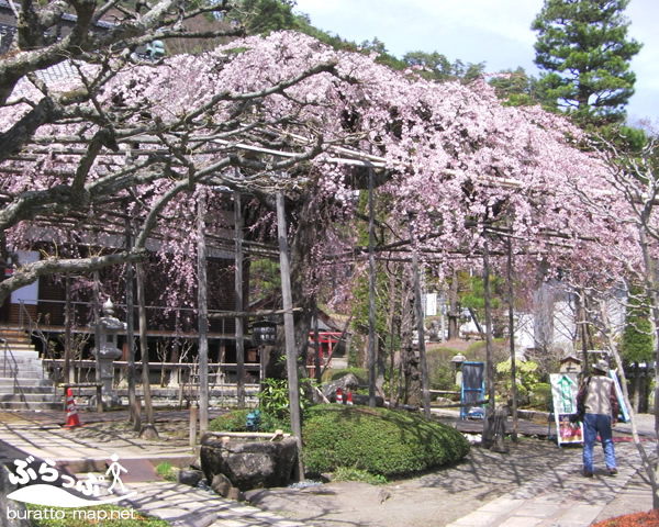 kisoji_sakura11419.jpg