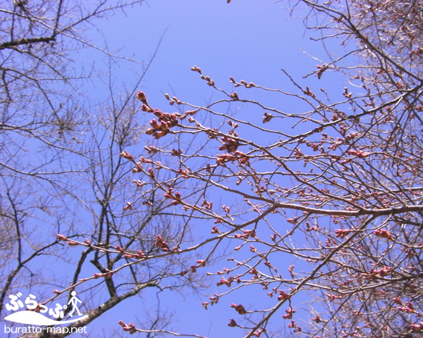 komagaike_sakura41402.jpg