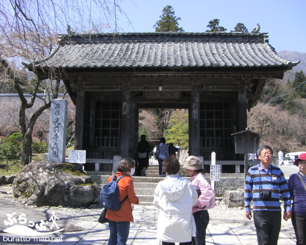 kouzenji_sakura41401.jpg