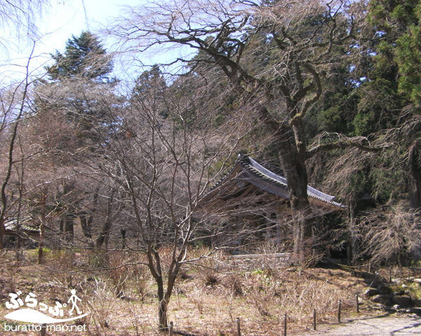 kouzenji_sakura41402.jpg