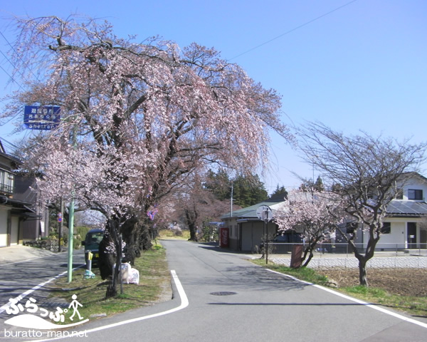 kyorakuen_sakura41401.jpg