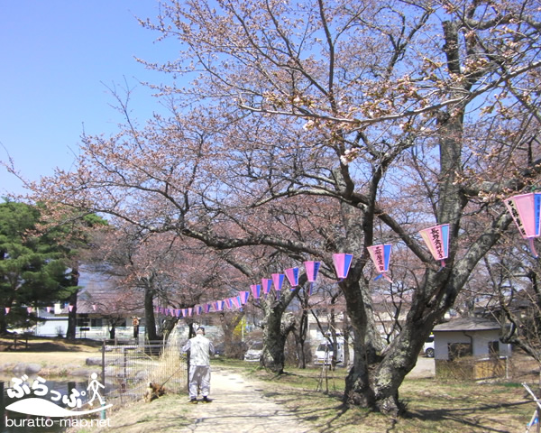 mamiduka_sakura41403.jpg