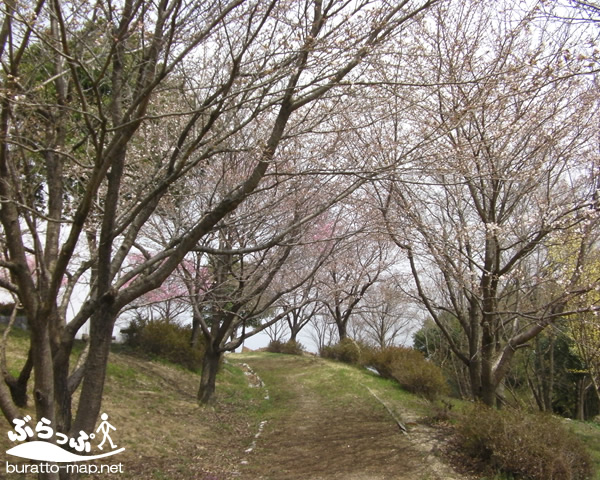 maruyama_sakura02.jpg