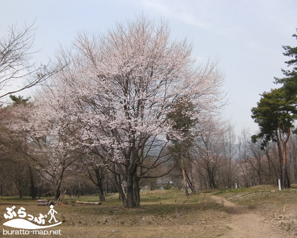 matsuokajoshi_sakura02.jpg