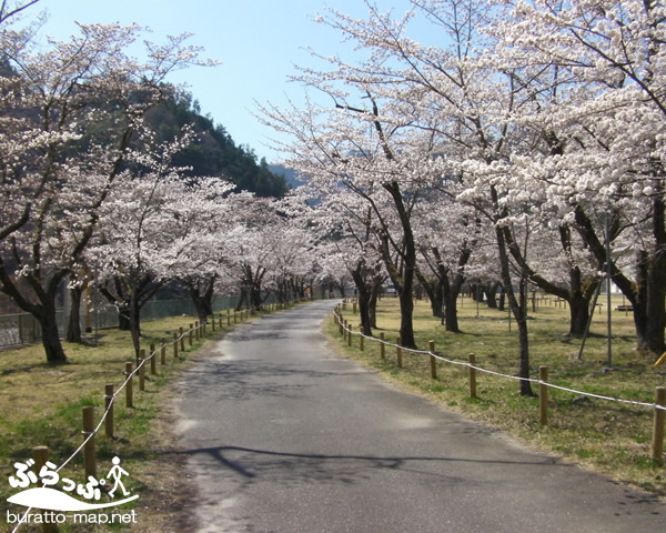 matsushima_sakura01.jpg