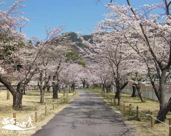 matsushima_sakura02.jpg