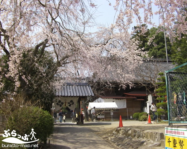 motozenkoji_sakura01.jpg