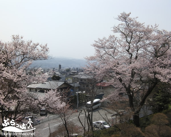 motozenkoji_sakura02.jpg