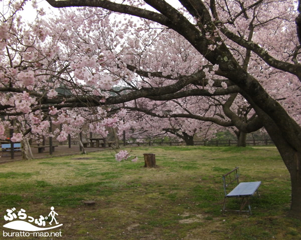 nakagawa_sakura01.jpg