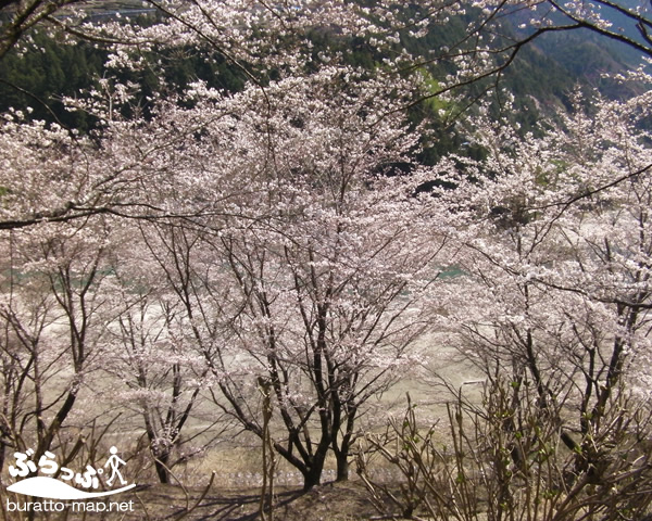 nisenji_sakura01.jpg