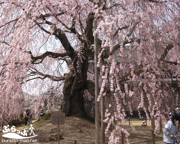 ominosatobutai_sakura01.jpg