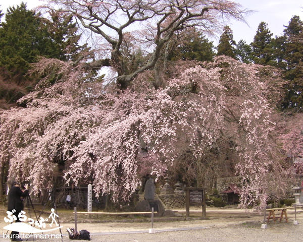 ruriji_sakura01.jpg