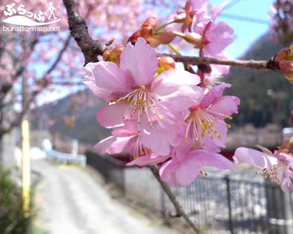 sakura0409_02.jpg