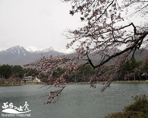 sakura0422_11.jpg