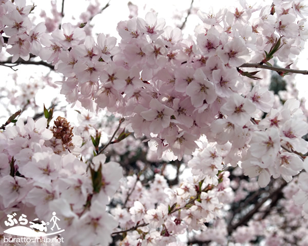 sakura0422_13.jpg