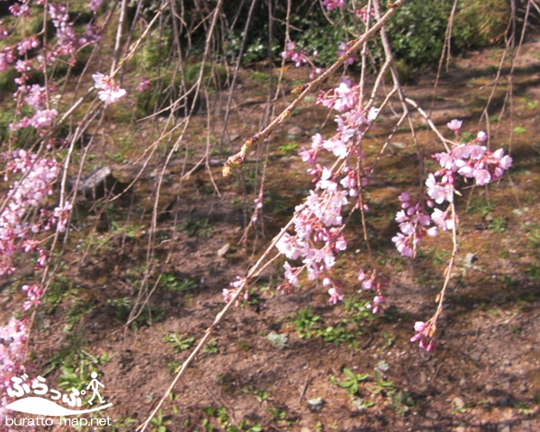 seirinji_sakura41302.jpg