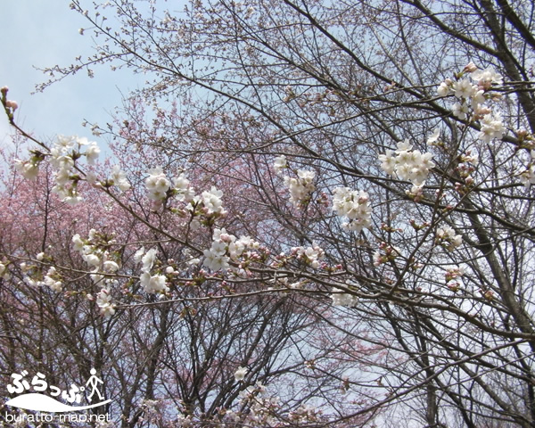 takamori_sakura01.jpg